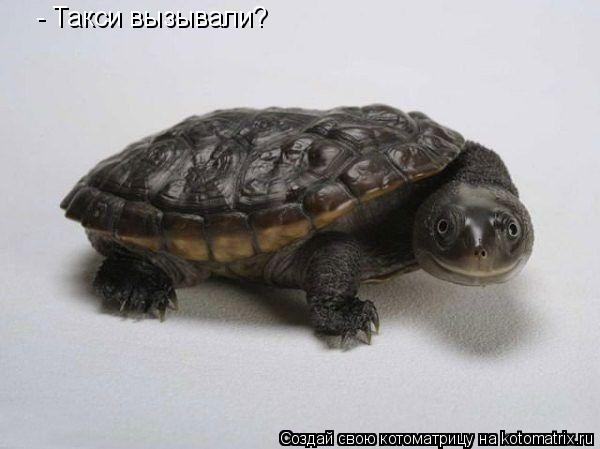 - Такси вызывали?... Котоматрица: - Такси вызывали?