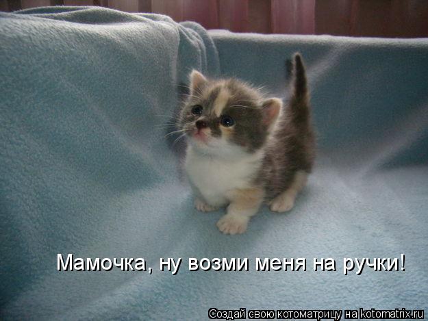 Мамочка, ну возми меня на ручки!... Котоматрица: Мамочка, ну возми меня на ручки!