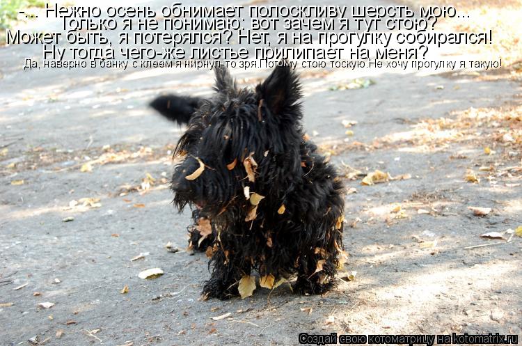 -... Нежно осень обнимает полоскливу шерсть мою... Только я не понимаю: вот зачем я тут стою? Может б... Котоматрица: -... Нежно осень обнимает полоскливу шерсть мою... Только я не понимаю: вот зачем я тут стою? Может быть, я потерялся? Нет, я на прогулку собирал