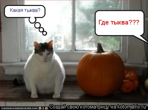 Где тыква??? Какая тыква?... Котоматрица: Где тыква??? Какая тыква?