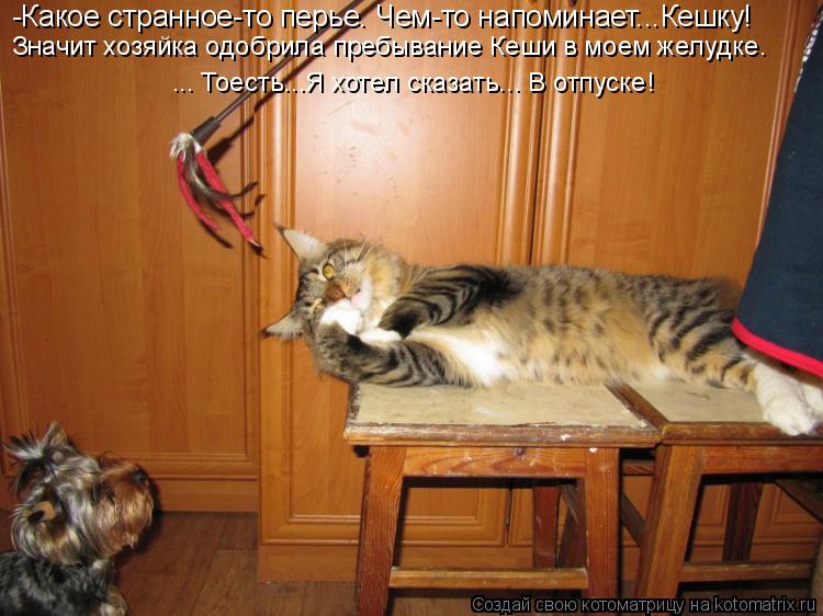 -Какое странное-то перье. Чем-то напоминает...Кешку! Значит хозяйка одобрила пребывание Кеши в моем ж... Котоматрица: -Какое странное-то перье. Чем-то напоминает...Кешку! Значит хозяйка одобрила пребывание Кеши в моем желудке. ... Тоесть...Я хотел сказать... В от