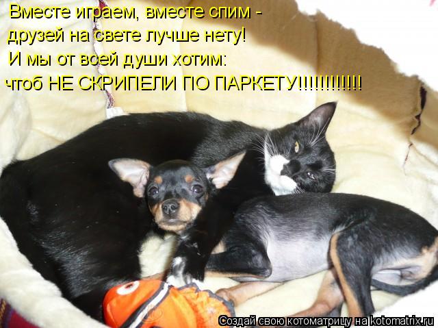 Вместе играем, вместе спим - друзей на свете лучше нету! И мы от всей души хотим: чтоб НЕ СКРИПЕЛИ ПО... Котоматрица: Вместе играем, вместе спим - друзей на свете лучше нету! И мы от всей души хотим: чтоб НЕ СКРИПЕЛИ ПО ПАРКЕТУ!!!!!!!!!!!!