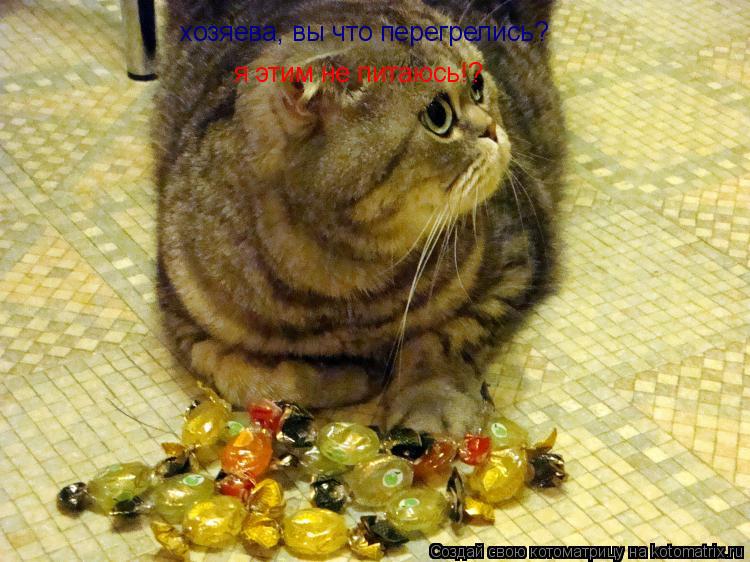 хозяева, вы что перегрелись? я этим не питаюсь!?... Котоматрица: хозяева, вы что перегрелись? я этим не питаюсь!?