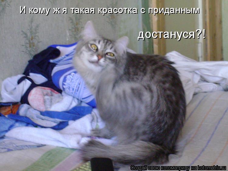 И кому ж я такая красотка с приданным достануся?!... Котоматрица: И кому ж я такая красотка с приданным достануся?!