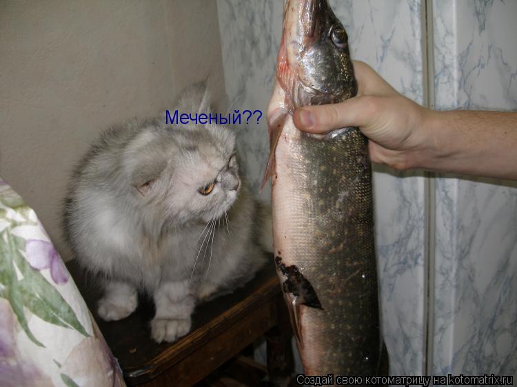 Меченый??... Котоматрица: Меченый??