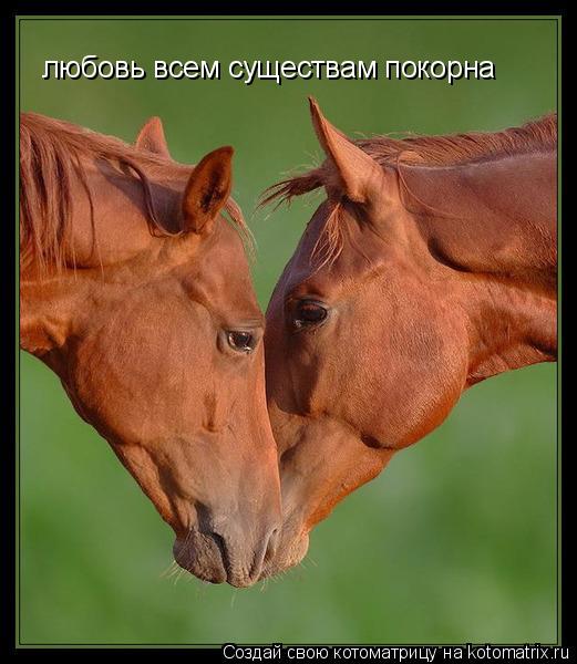 любовь всем существам покорна... Котоматрица: любовь всем существам покорна