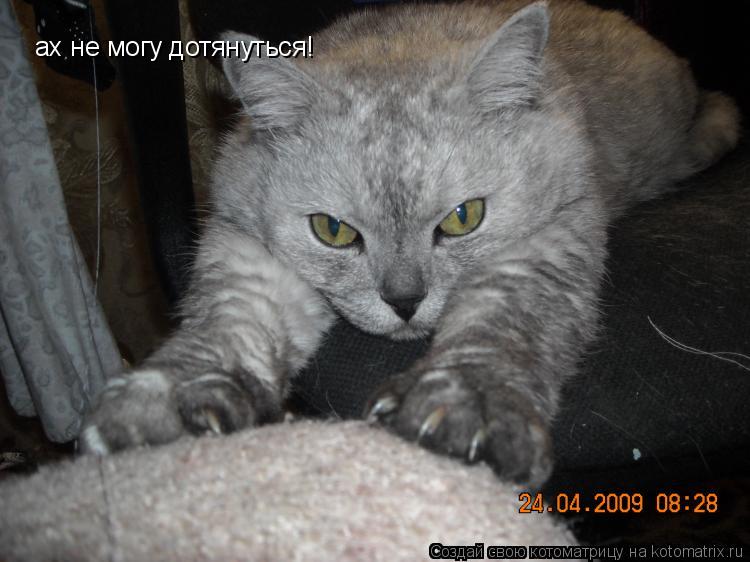 ах не могу дотянуться!... Котоматрица: ах не могу дотянуться!