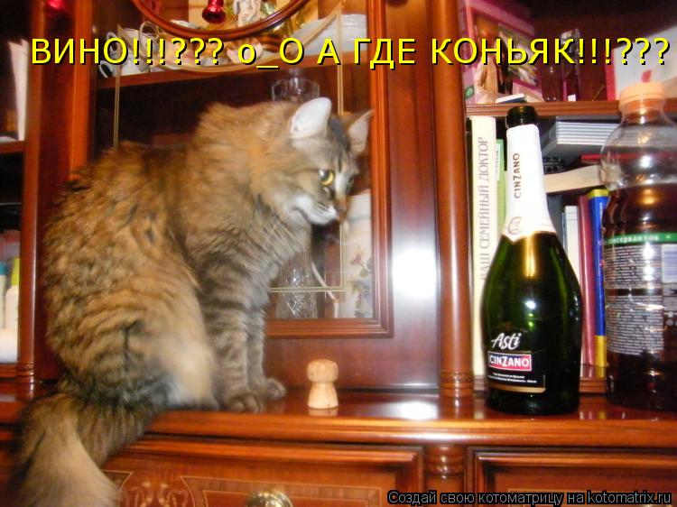 ВИНО!!!??? о_О А ГДЕ КОНЬЯК!!!???... Котоматрица: ВИНО!!!??? о_О А ГДЕ КОНЬЯК!!!???