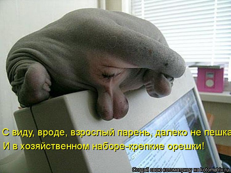 С виду, вроде, взрослый парень, далеко не пешка И в хозяйственном наборе-крепкие орешки!... Котоматрица: С виду, вроде, взрослый парень, далеко не пешка И в хозяйственном наборе-крепкие орешки!