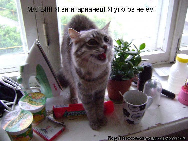 Котоматрица: МАТЬ!!!! Я вигитарианец! Я утюгов не ем!