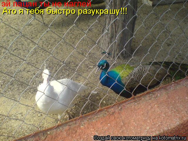 Котоматрица: эй пацан ты не наглей  Ато я тебя быстро разукрашу!!!