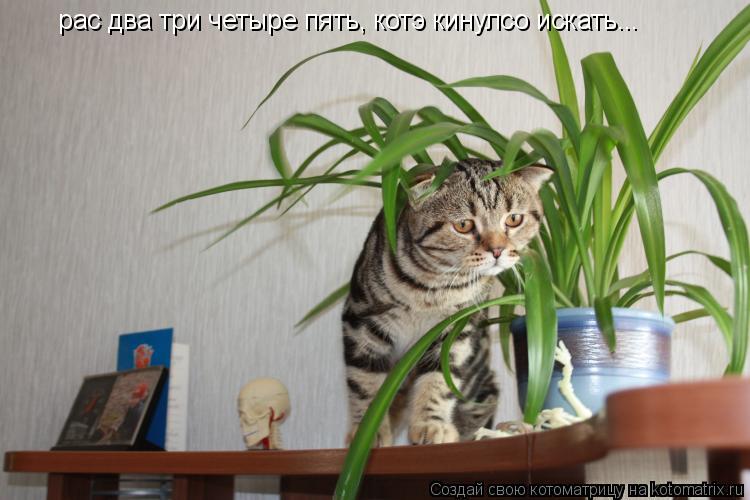 Котоматрица: рас два три четыре пять, котэ кинулсо искать...