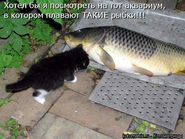Котоматрица: Хотел бы я посмотреть на тот аквариум, в котором плавают ТАКИЕ рыбки!!!