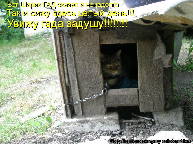 Котоматрица: Вот Шарик ГАД сказал я ненадолго Так и сижу здесь целый день!!! Увижу гада задушу!!!!!!!!