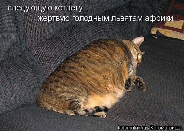 Котоматрица: следующую котлету  жертвую голодным львятам африки