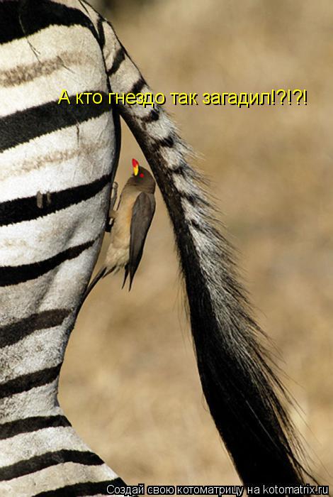 Котоматрица: А кто гнездо так загадил!?!?!