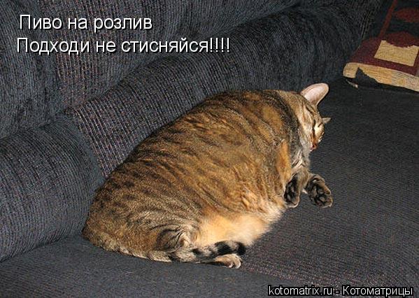 Котоматрица: Пиво на розлив  Подходи не стисняйся!!!!