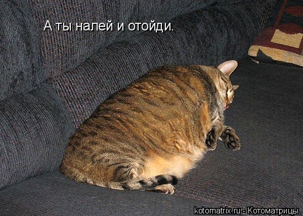 Котоматрица: А ты налей и отойди.