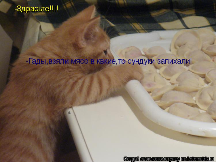 Котоматрица: -Здрасьте!!!! -Гады,взяли мясо в квкие,то сундуки запихали!