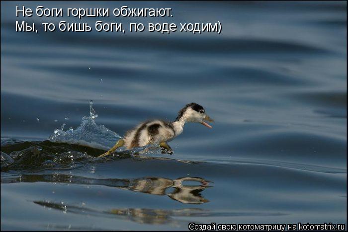 Котоматрица: Не боги горшки обжигают. Мы, то бишь боги, по воде ходим)