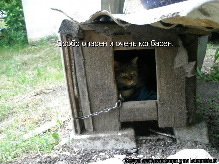 Котоматрица: Особо опасен и очень колбасен....