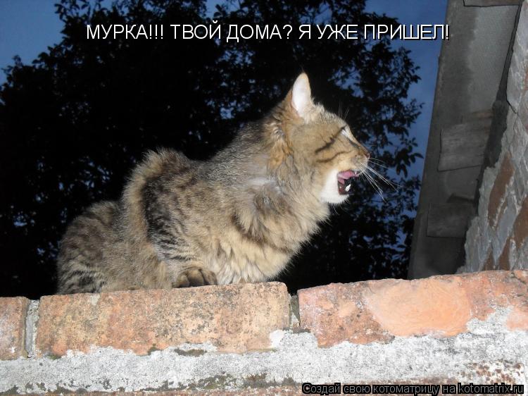 Котоматрица: МУРКА!!! ТВОЙ ДОМА? Я УЖЕ ПРИШЕЛ!