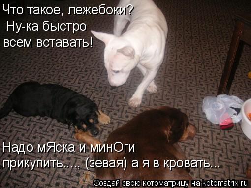 Котоматрица: Что такое, лежебоки? Ну-ка быстро всем вставать! Надо мЯска и минОги прикупить...., (зевая) а я в кровать...