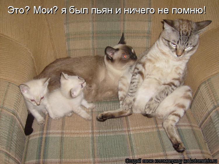 Котоматрица: Это? Мои? я был пьян и ничего не помню!