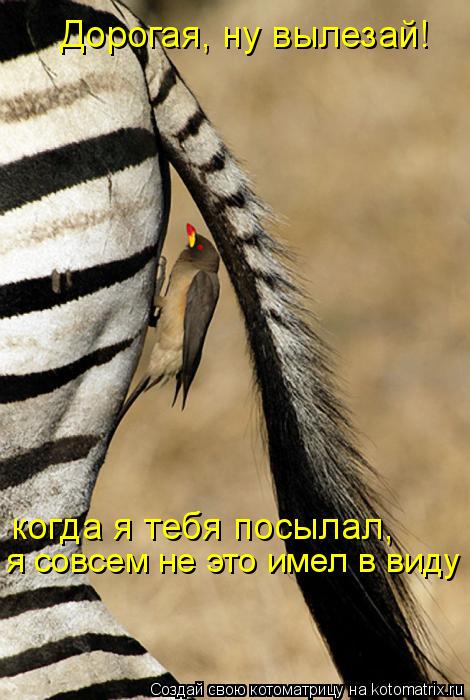 Котоматрица: Дорогая, ну вылезай! когда я тебя посылал, я совсем не это имел в виду