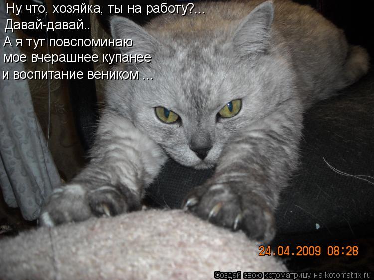 Котоматрица: Ну что, хозяйка, ты на работу?... Давай-давай.. А я тут повспоминаю мое вчерашнее купанее и воспитание веником ...
