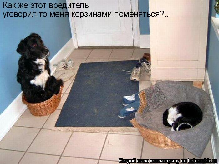Котоматрица: Как же этот вредитель  уговорил то меня корзинами поменяться?...