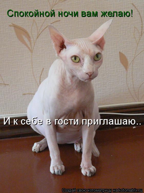 Котоматрица: Спокойной ночи вам желаю! И к себе в гости приглашаю... Спокойной ночи вам желаю!  И к себе в гости приглашаю..