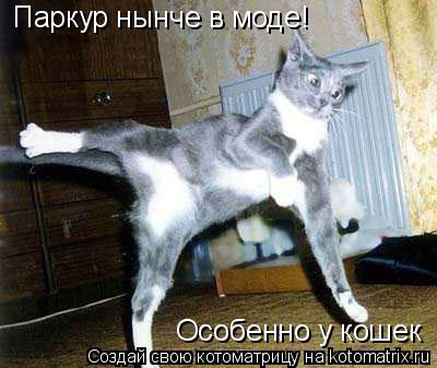 Котоматрица: Паркур нынче в моде! Особенно у кошек