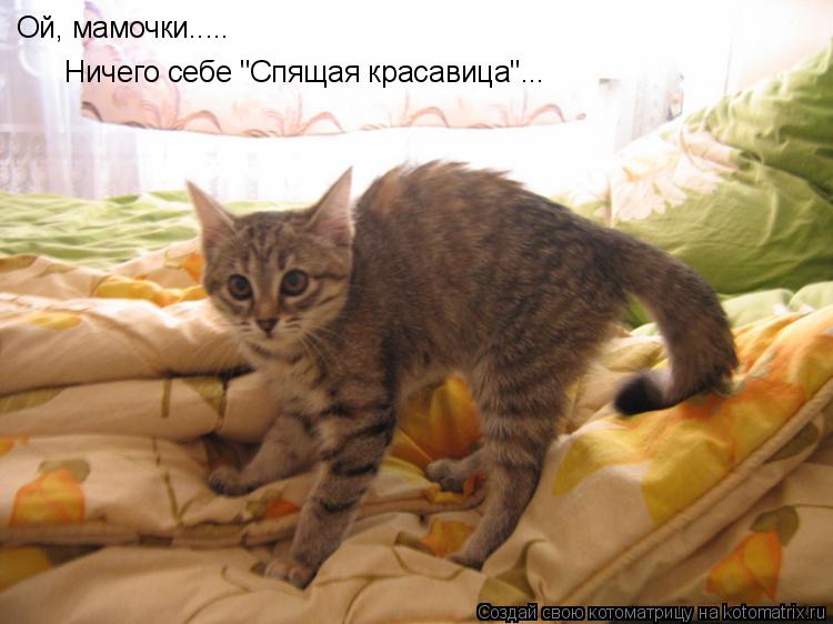 Котоматрица: Ой, мамочки..... Ничего себе "Спящая красавица"...