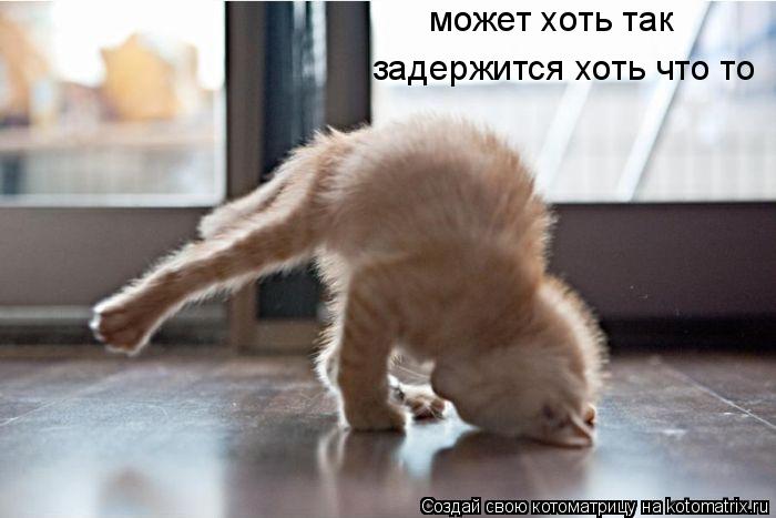 может хоть так задержится хоть что то... Котоматрица: может хоть так задержится хоть что то