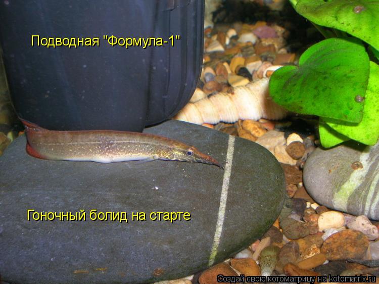 Подводная "Формула-1" Гоночный болид на старте... Котоматрица: Подводная "Формула-1" Гоночный болид на старте