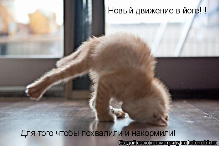 Новый движение в йоге!!! Для того чтобы похвалили и накормили!... Котоматрица: Новый движение в йоге!!! Для того чтобы похвалили и накормили!