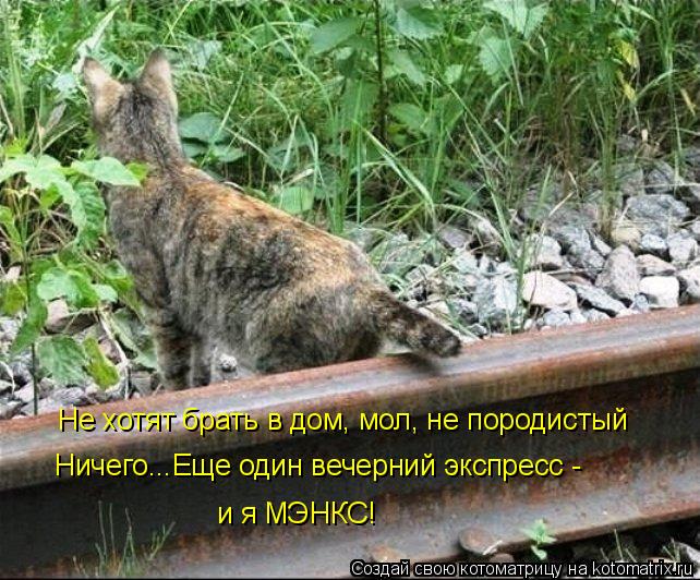 Не хотят брать в дом, мол, не породистый Ничего...Еще один вечерний экспресс - и я МЭНКС!... Котоматрица: Не хотят брать в дом, мол, не породистый Ничего...Еще один вечерний экспресс - и я МЭНКС!