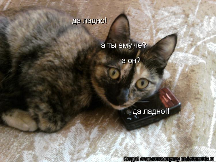 Котоматрица: да ладно! а ты ему че? а он? да ладно!!