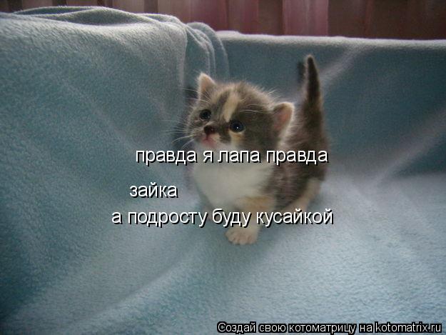 Котоматрица: правда я лапа правда   зайка а подросту буду кусайкой
