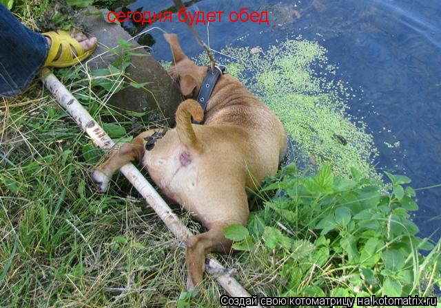 Котоматрица: сегодня будет обед