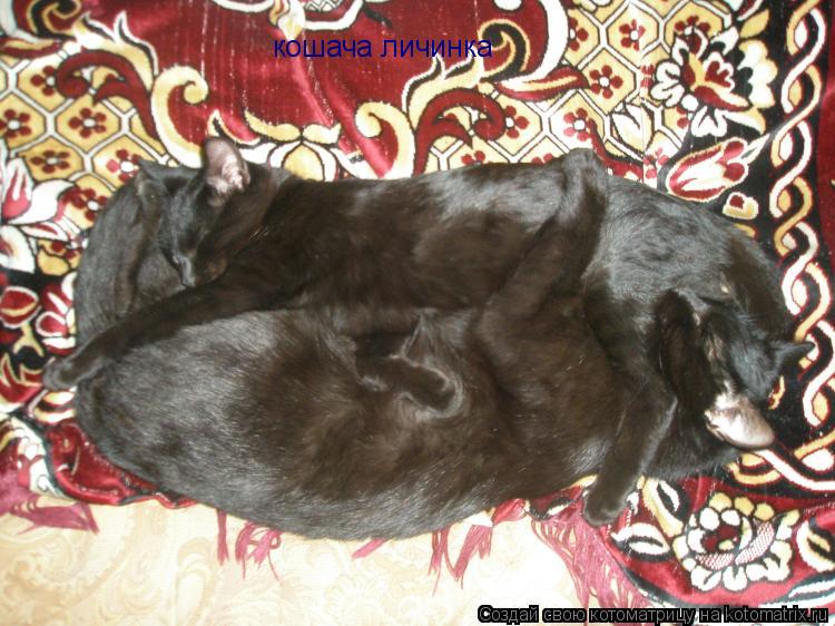 кошача личинка... Котоматрица: кошача личинка