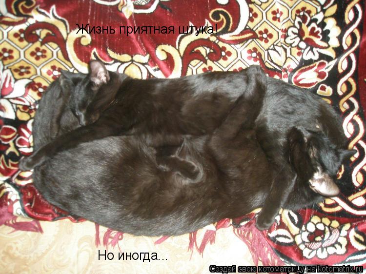 Жизнь приятная штука! Но иногда...... Котоматрица: Жизнь приятная штука! Но иногда...