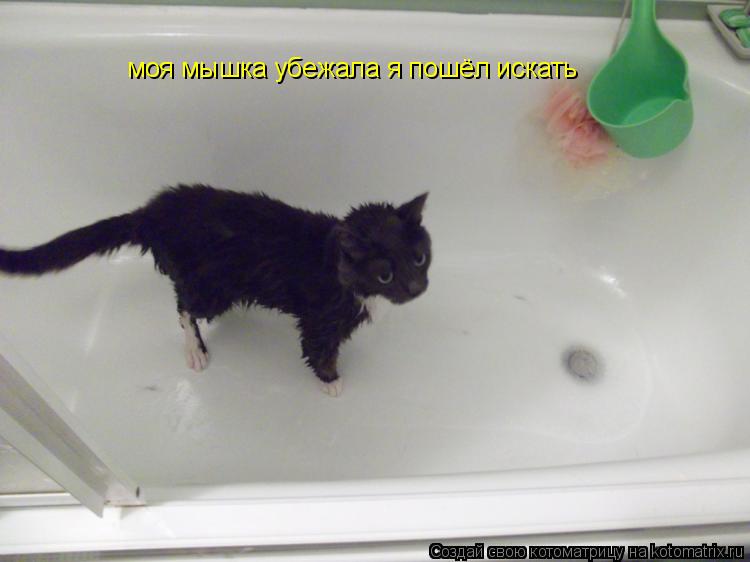 моя мышка убежала я пошёл искать... Котоматрица: моя мышка убежала я пошёл искать