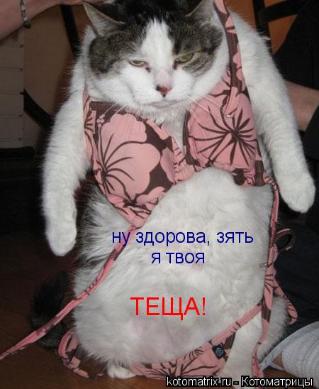 ну здорова, зять я твоя ТЕЩА!... Котоматрица: ну здорова, зять я твоя ТЕЩА!