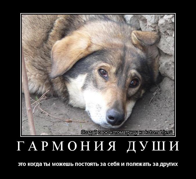 гармония души это когда ты можешь постоять за себя и полежать за других... Котоматрица: гармония души это когда ты можешь постоять за себя и полежать за других