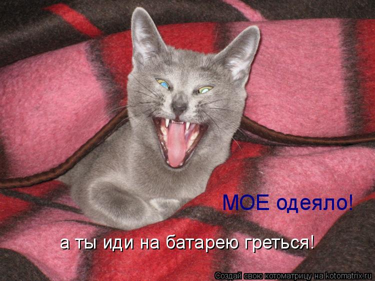 а ты иди на батарею греться! МОЕ одеяло!... Котоматрица: а ты иди на батарею греться! МОЕ одеяло!