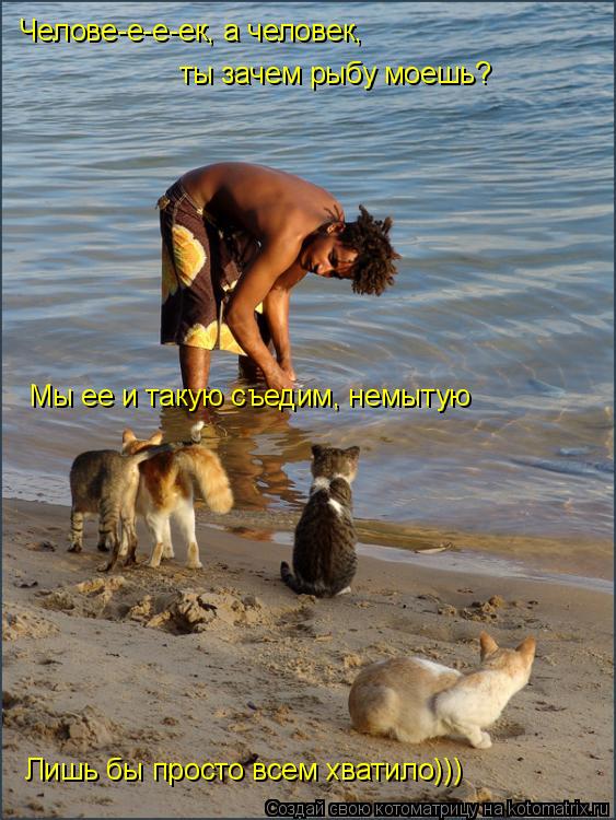 Челове-е-е-ек, а человек, ты зачем рыбу моешь? Мы ее и такую съедим, немытую Лишь бы просто всем хват... Котоматрица: Челове-е-е-ек, а человек, ты зачем рыбу моешь? Мы ее и такую съедим, немытую Лишь бы просто всем хватило)))