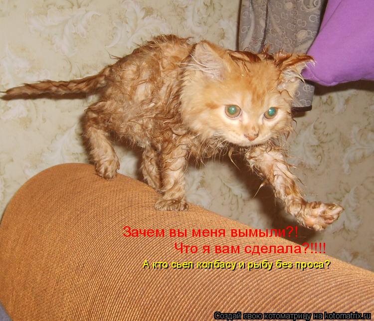 Зачем вы меня вымыли?! Что я вам сделала?!!!! А кто сьел колбасу и рыбу без проса?... Котоматрица: Зачем вы меня вымыли?! Что я вам сделала?!!!! А кто сьел колбасу и рыбу без проса?