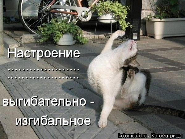 Настроение выгибательно - изгибальное .................... ....................... Котоматрица: Настроение выгибательно - изгибальное .................... ....................